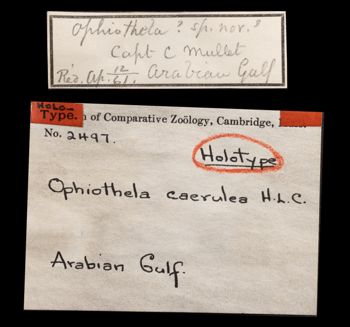 Media type: image;   Invertebrate Zoology OPH-2497 Aspect: labels